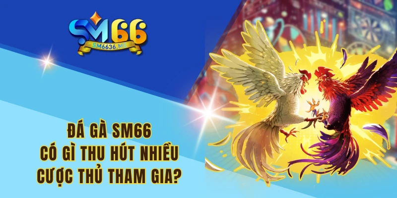 Đá gà SM66 có gì thu hút nhiều cược thủ tham gia?