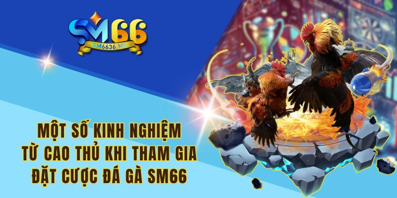 Một số kinh nghiệm từ cao thủ khi tham gia đặt cược đá gà SM66